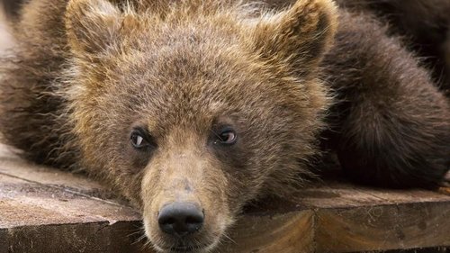 Хүрэн баавгайг хууль бусаар агнасан үйлдлүүдийг илрүүллээ